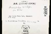 Poronidulus conchifer image