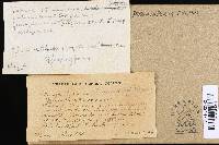 Thumbnail image of current specimen