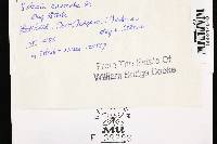 Cyphellopsis anomala image