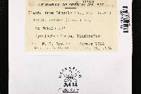 Plicaturopsis crispa image