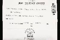 Daldinia concentrica image