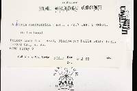 Daldinia concentrica image