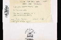 Biscogniauxia atropunctata image