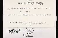 Biscogniauxia atropunctata var. atropunctata image