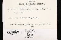 Biscogniauxia atropunctata image