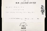 Biscogniauxia atropunctata image