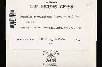 Biscogniauxia atropunctata var. atropunctata image