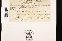 Biscogniauxia atropunctata var. atropunctata image