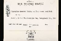 Kretzschmaria deusta image