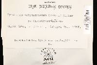 Biscogniauxia mediterranea var. mediterranea image