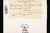 Rosellinia ambigua image