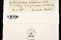 Rosellinia bigeloviae image