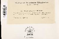 Rosellinia bigeloviae image