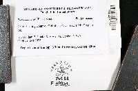 Media resource of Perenniporia subacida