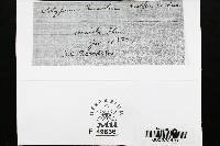 Trametes hirsuta image