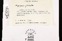 Postia placenta image