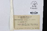 Phellinus igniarius image