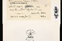 Diplocarpon rosae image