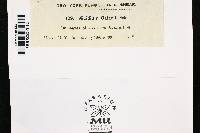 Aecidium caladii image