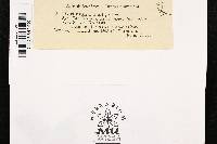 Aecidium caladii image