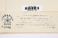 Thumbnail image of current specimen