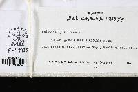 Calvatia cyathiformis image