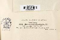 Image Associated With the Occurrence