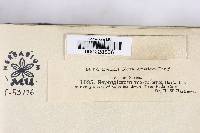 Septogloeum maculans image