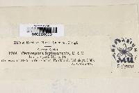 Image Associated With the Occurrence