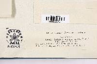 Sphaerella sabaligena image