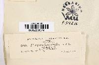 Pleospora hysterioides image