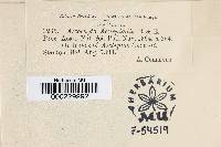 Ascochyta asclepiadis image