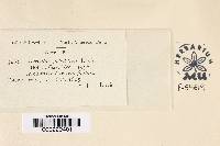 Burrillia globulifera image