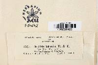 Rosellinia bigeloviae image