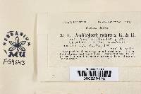 Amphisphaeria melantera image