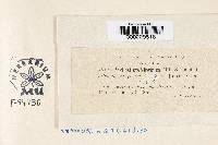 Phyllosticta virginica image