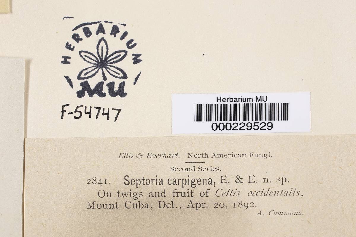 Septoria carpogena image