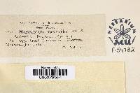 Macrosporium puccinoides image