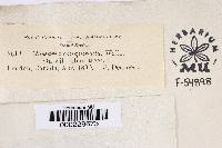 Massaria conspurcata image