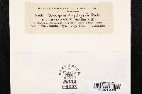 Cercospora ampelopsidis image