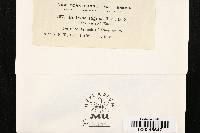 Diatrype stigma image