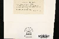 Diatrype stigma image