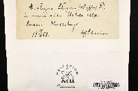 Diatrype stigma image