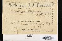 Diatrype stigma image