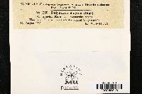 Ramularia didyma image