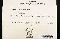 Hypomyces aurantius image