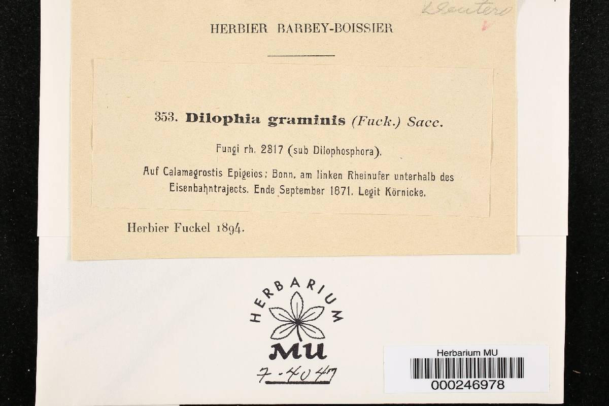 Lidophia graminis image