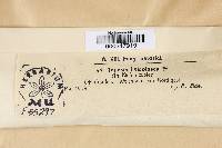 Tapesia lividofusca image