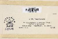 Microsphaera grossulariae image