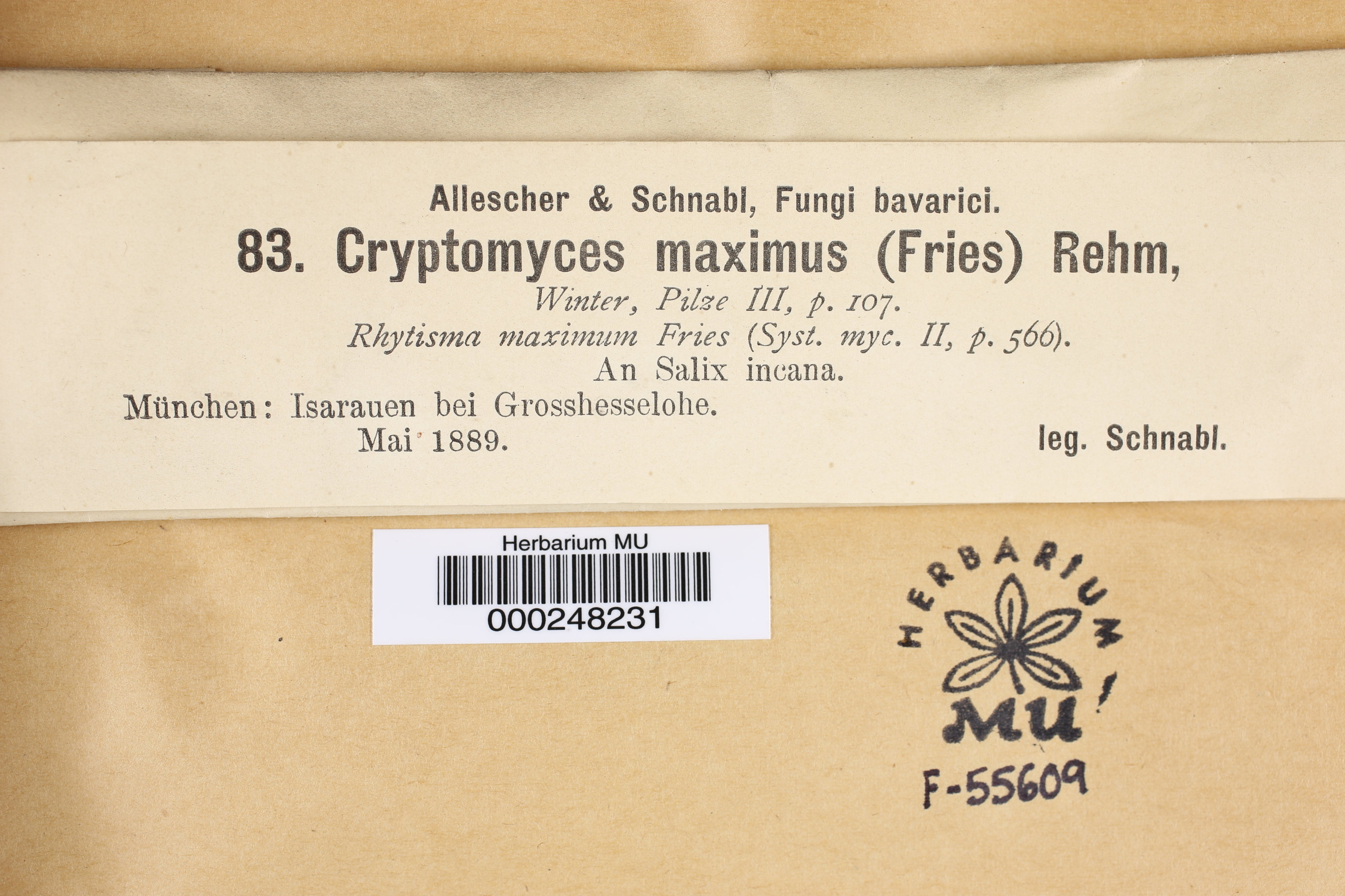 Cryptomyces maximus thumbnail